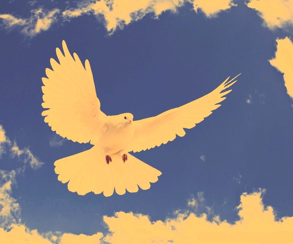 Белый голубь в небе обои