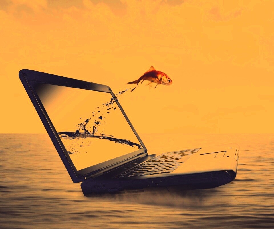 Золотая рыбка обои