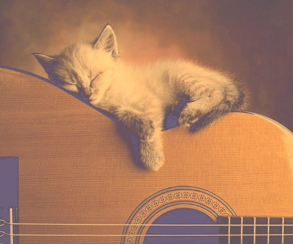 Котенок на гитаре обои