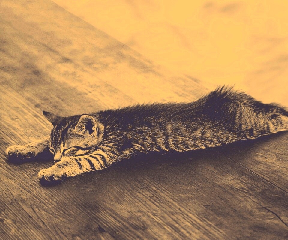 Растянувшийся кошара обои