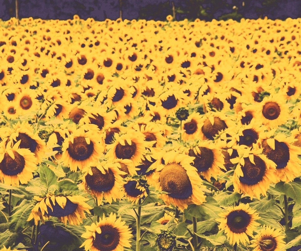Поле подсолнухов обои