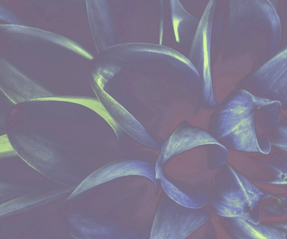 Лепестки обои