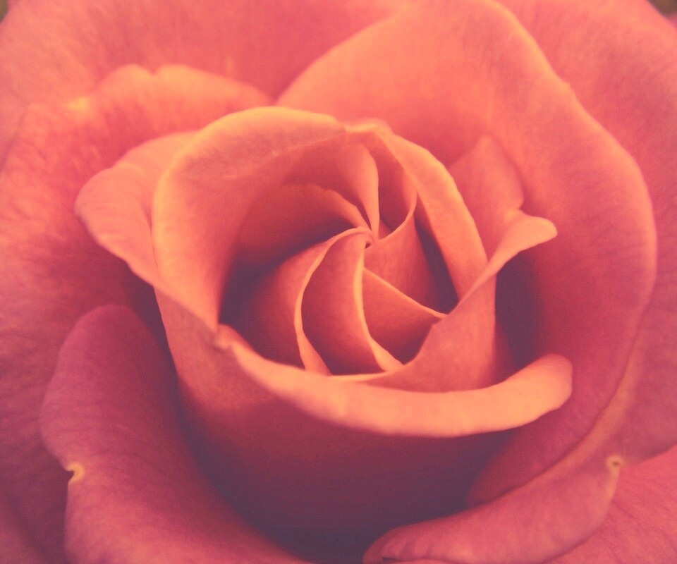 Идеальная роза обои