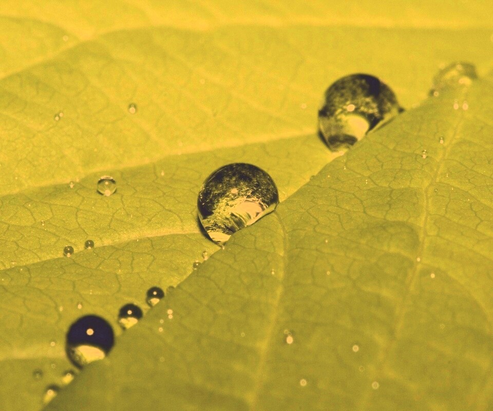 Капли на листе обои