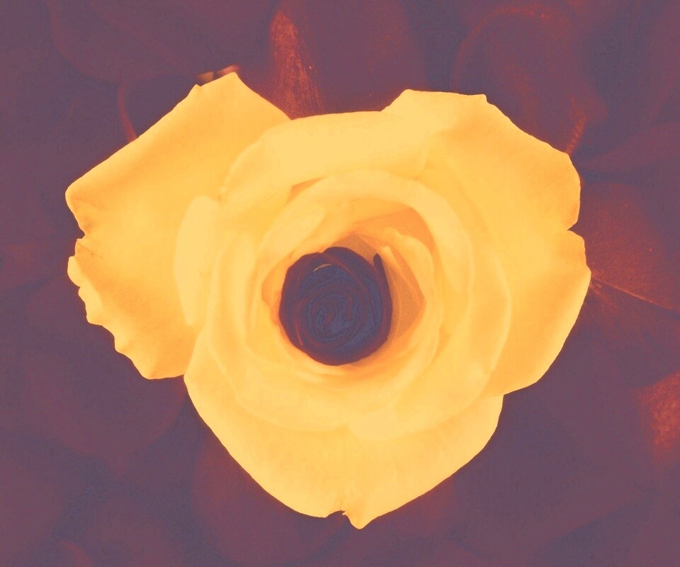 Необыкновенная роза обои