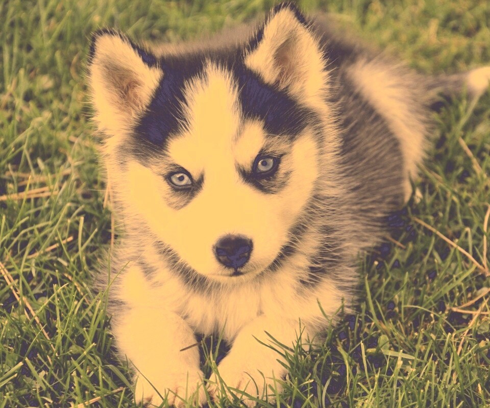 Голубоглазый щенок хаски обои