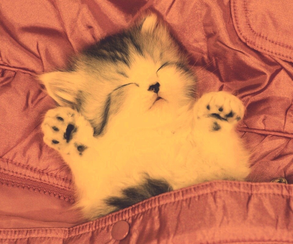 Котенок на розовой куртке обои