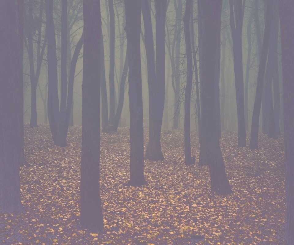 Таинственный лес обои