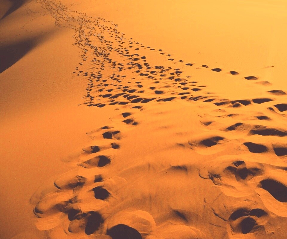 Следы в пустыне обои