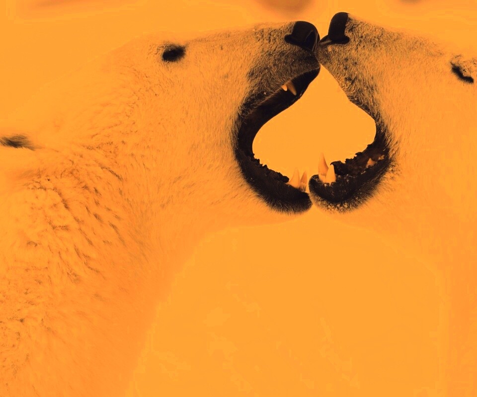 Полярные медведи обои