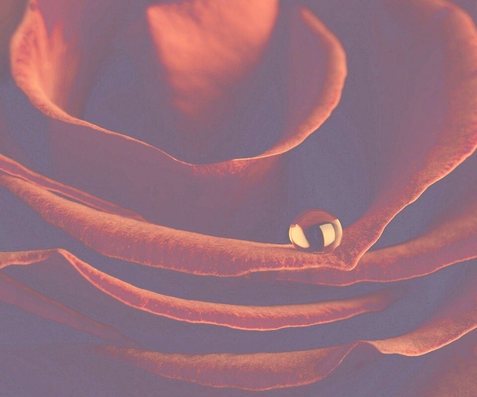 Капля воды на лепестке розы обои