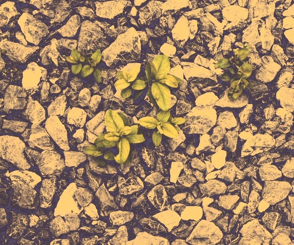 Цветы среди камней обои