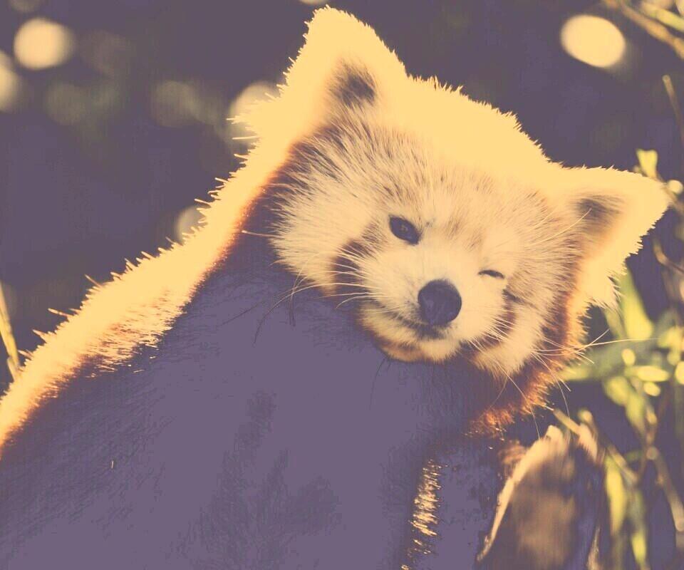 Красная панда подмигивает обои