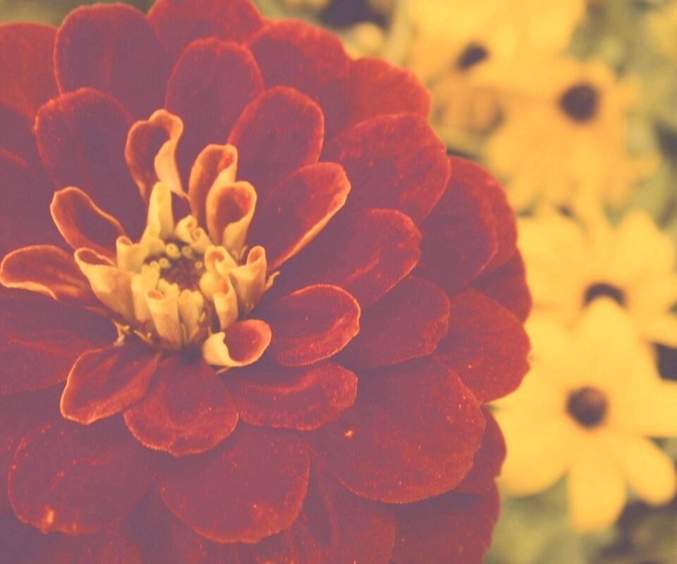 Красный цветок обои