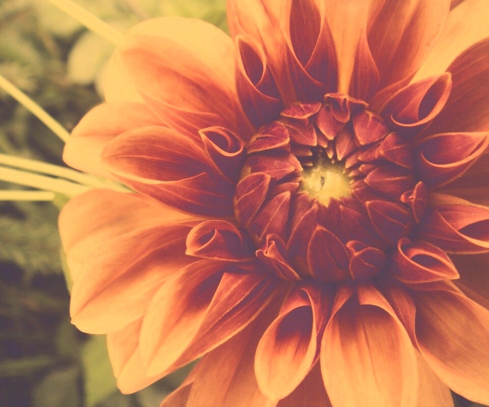 Аленький цветочек обои