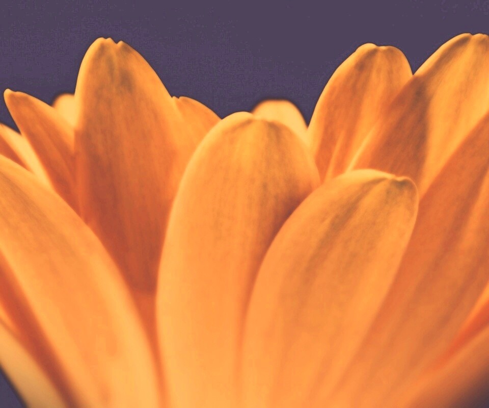 Цветочные лепестки обои