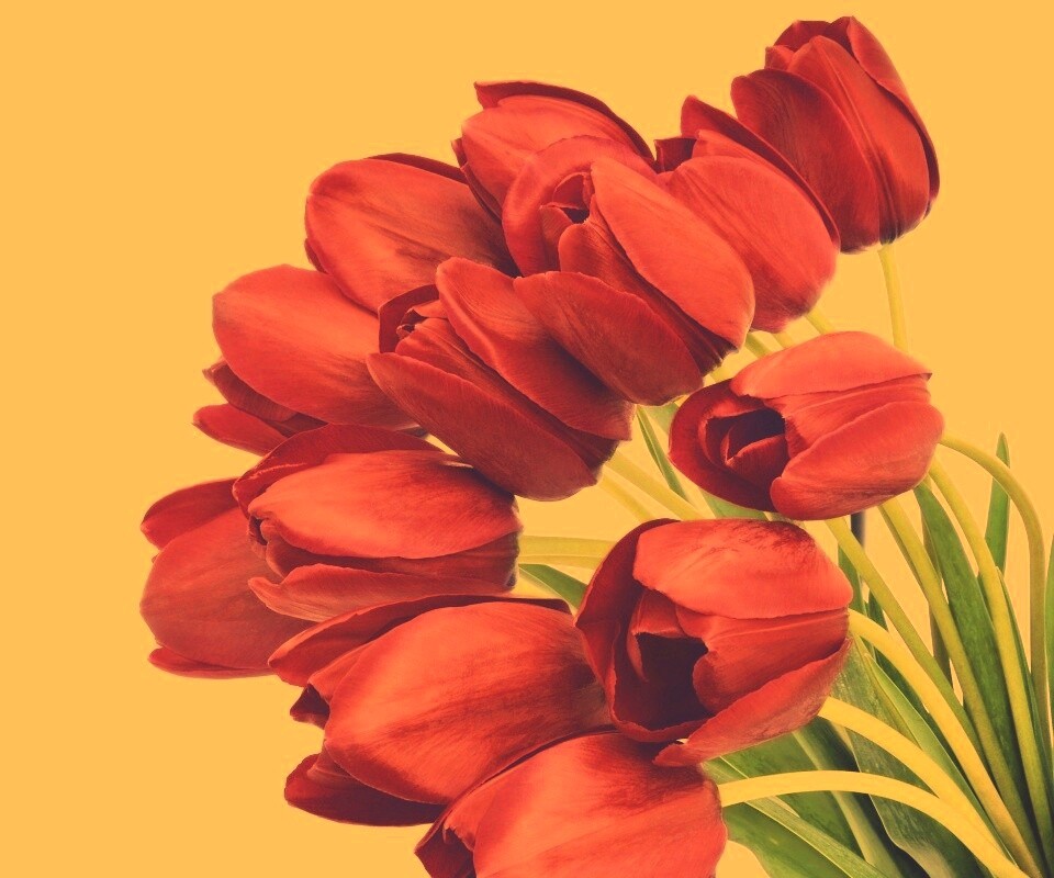 Букет тюльпанов обои