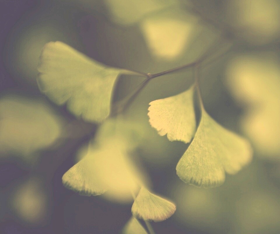 Дикие зеленые листья обои