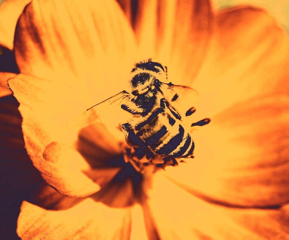 Пчела на цветке обои