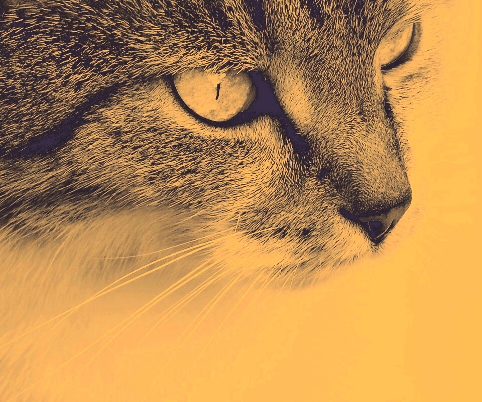 Очень красивый кот обои