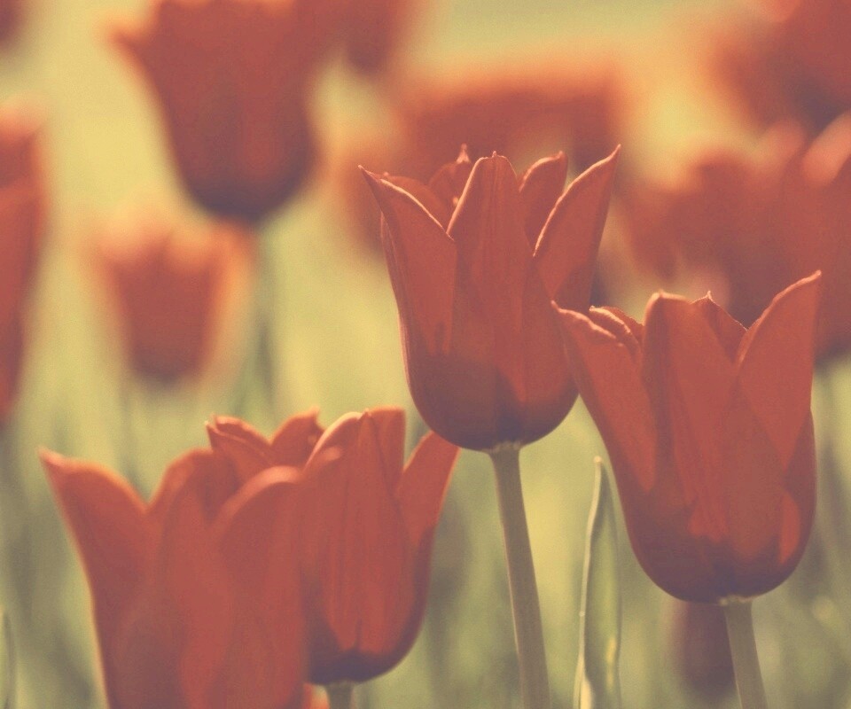 Красные цветы обои