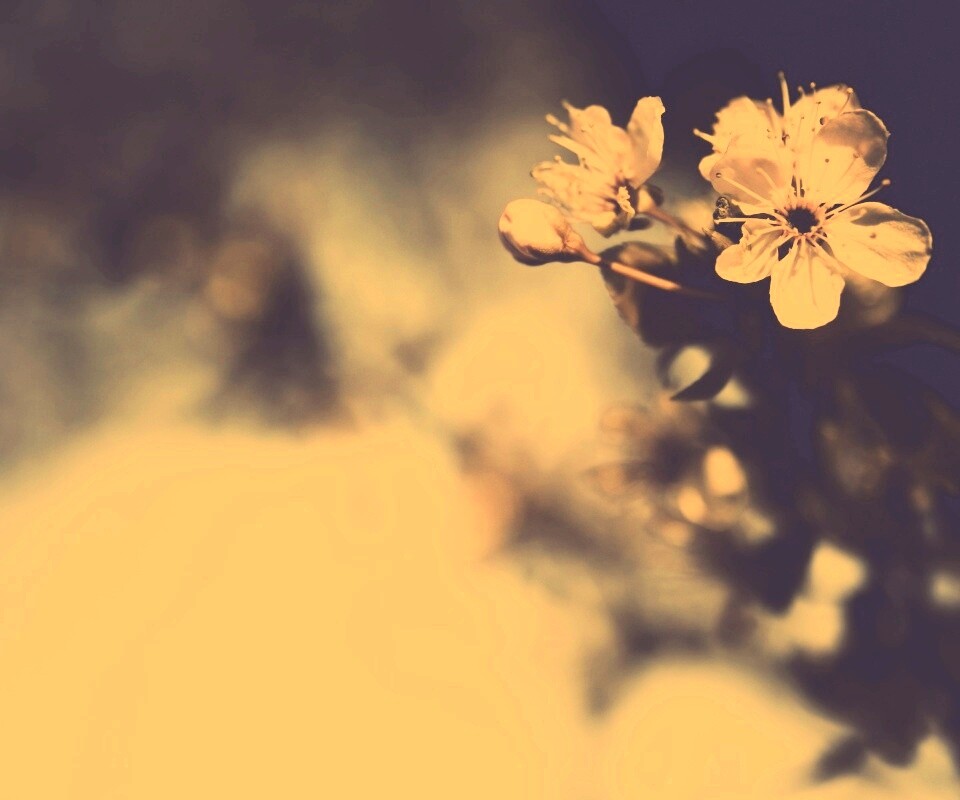 Цветок вишни обои