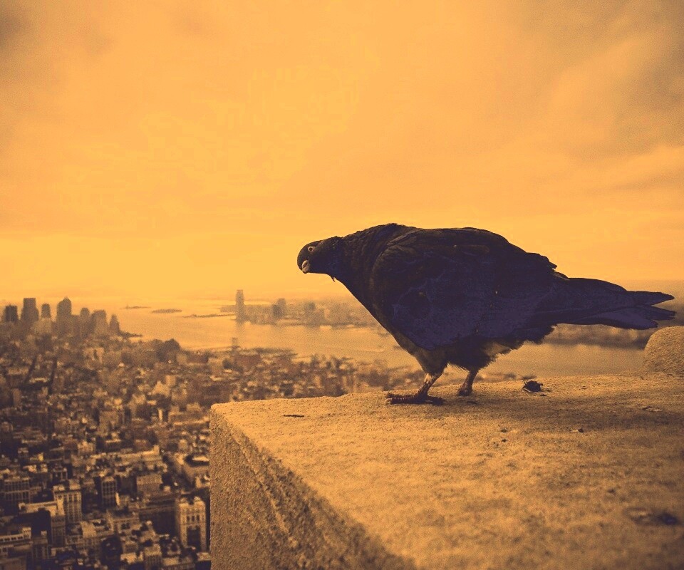 Любознательный голубь обои