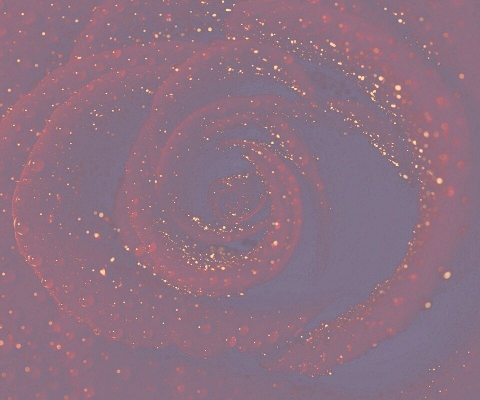 Красная роза обои