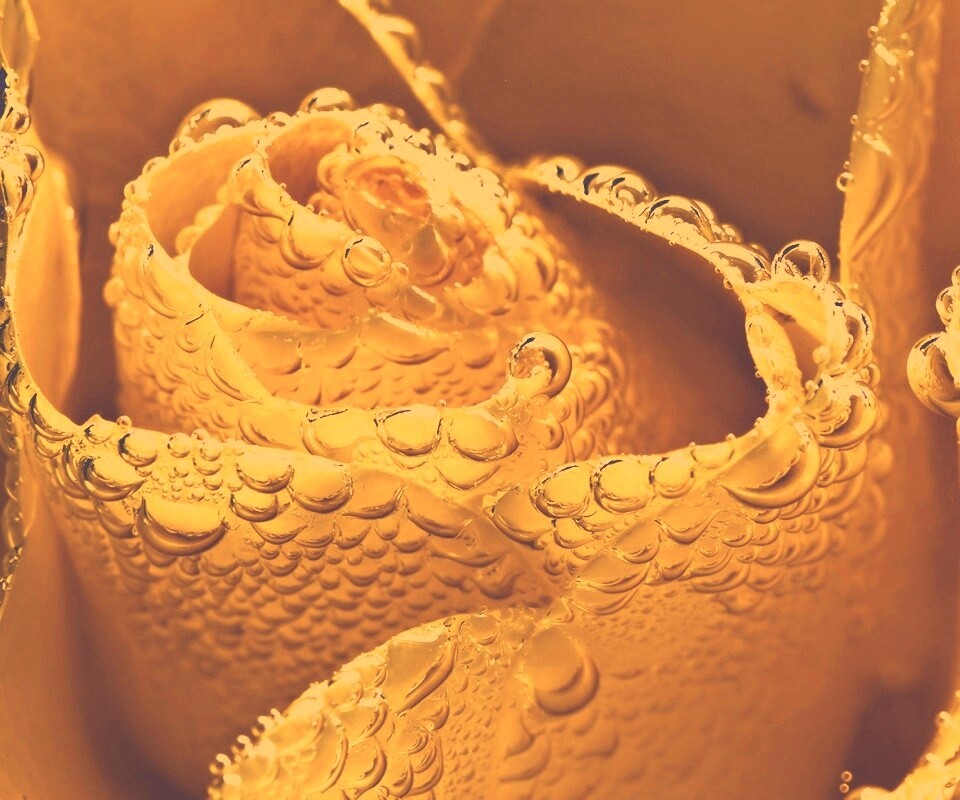 Мокрый желтый цветок обои