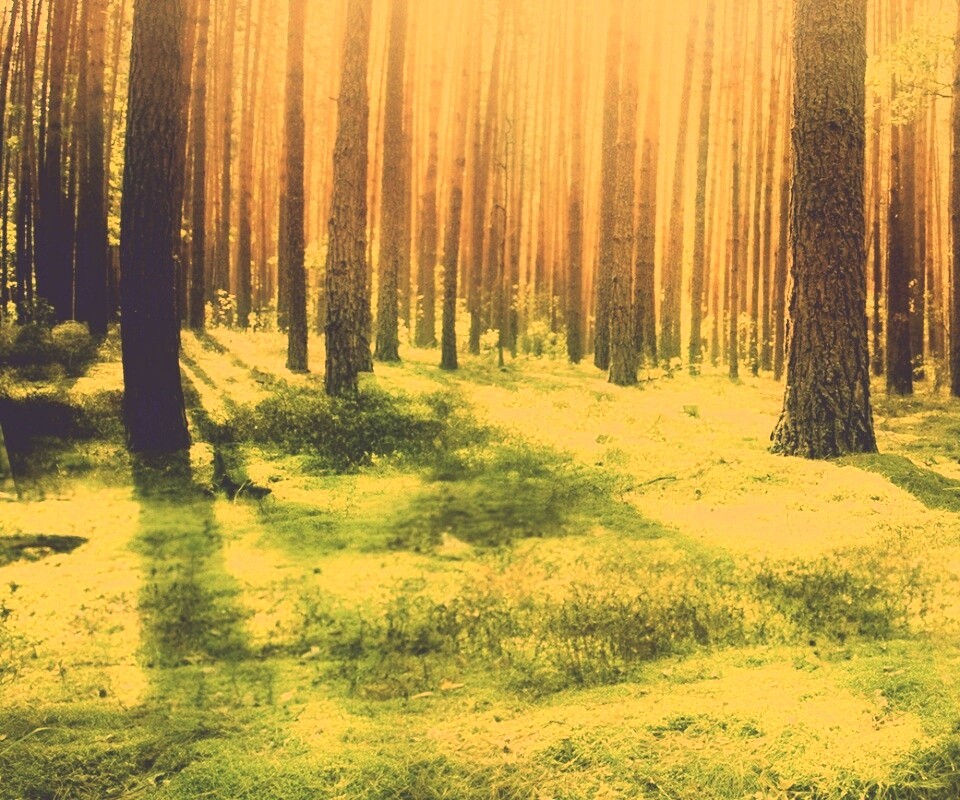 Солнечный лес обои