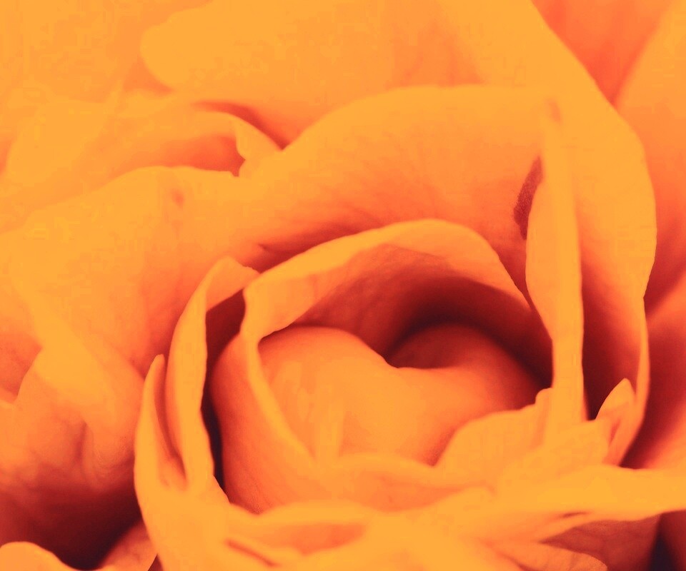 Розовый цветок обои