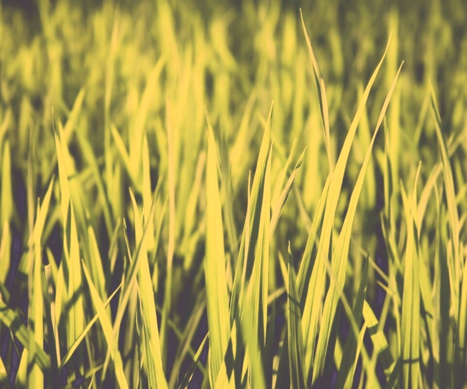 Яркая сочная трава обои