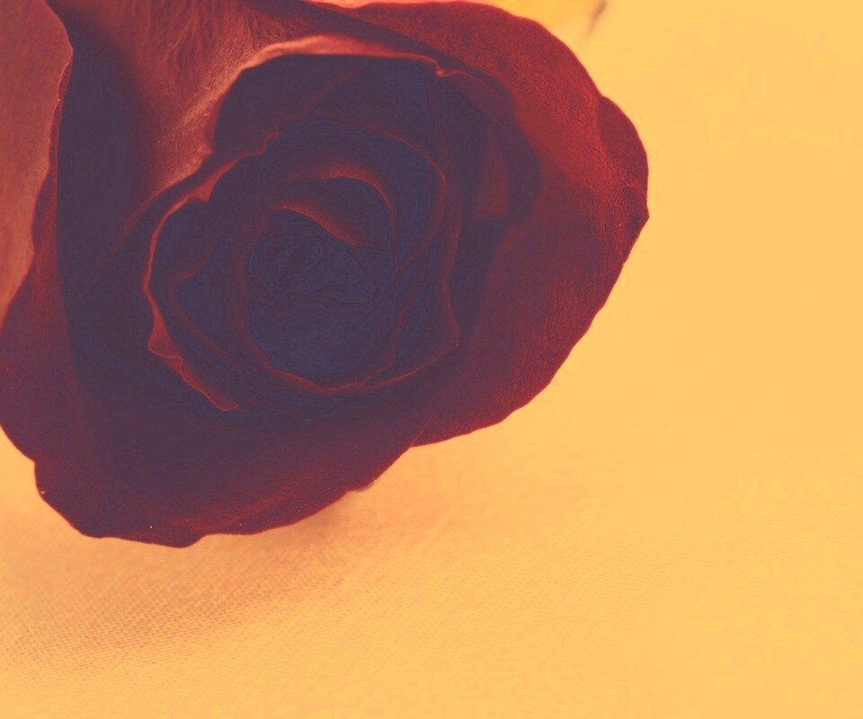 Красная роза обои