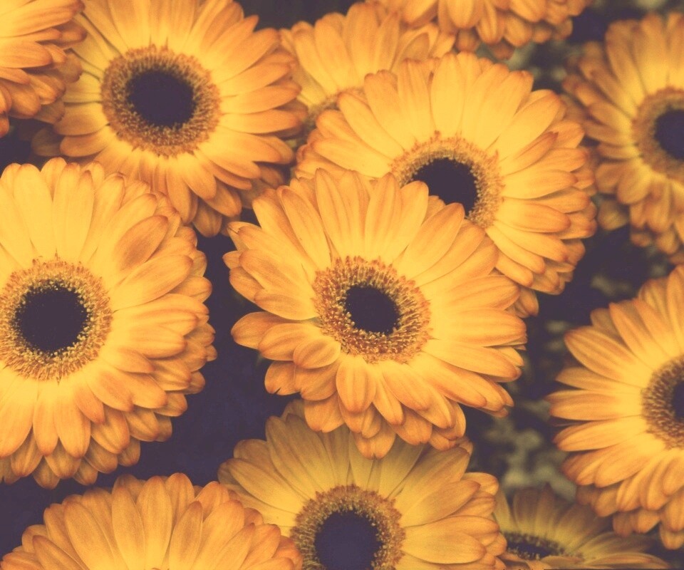 Желтые герберы обои
