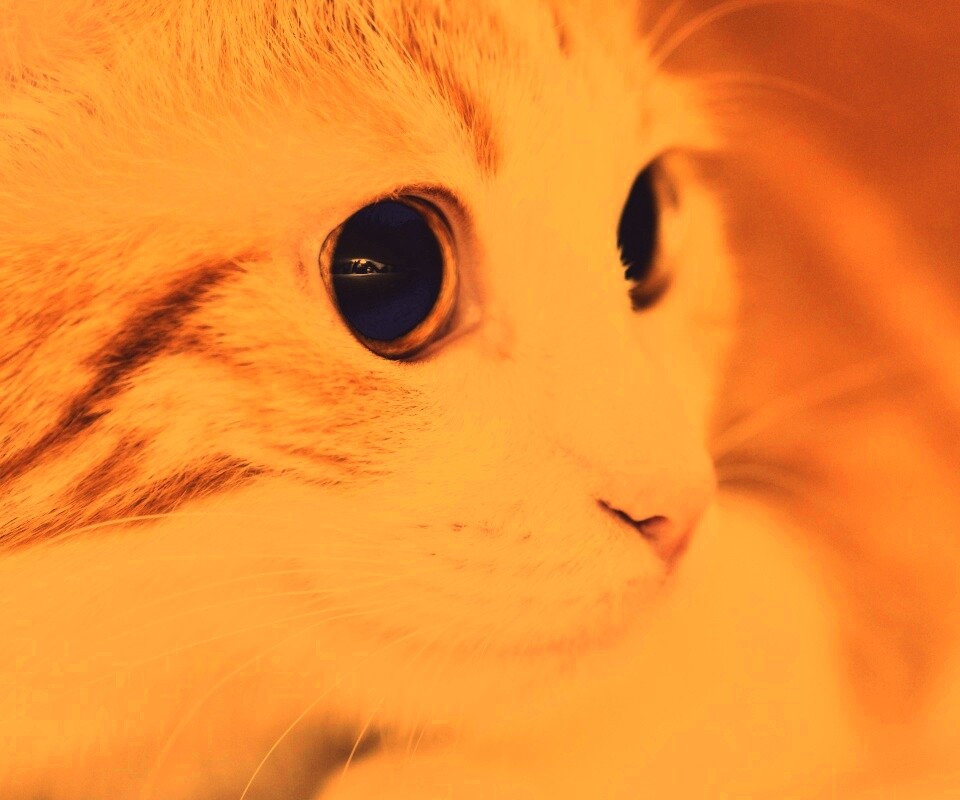 Кот с большими глазами обои