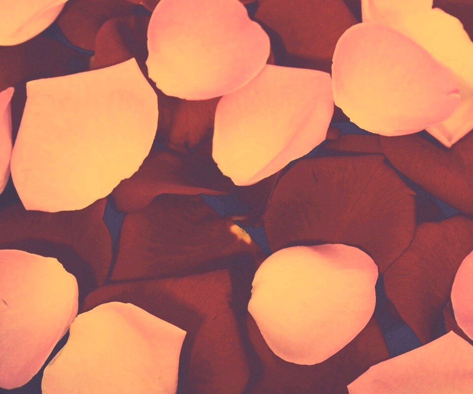 Розовые и красные лепестки обои