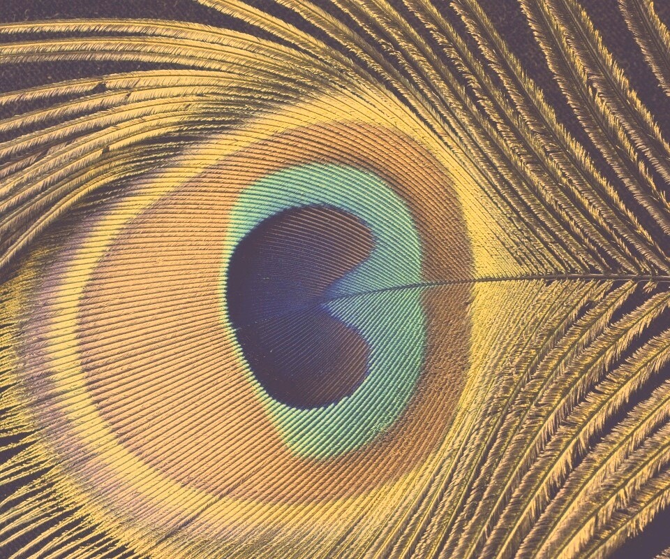 Перо павлина обои