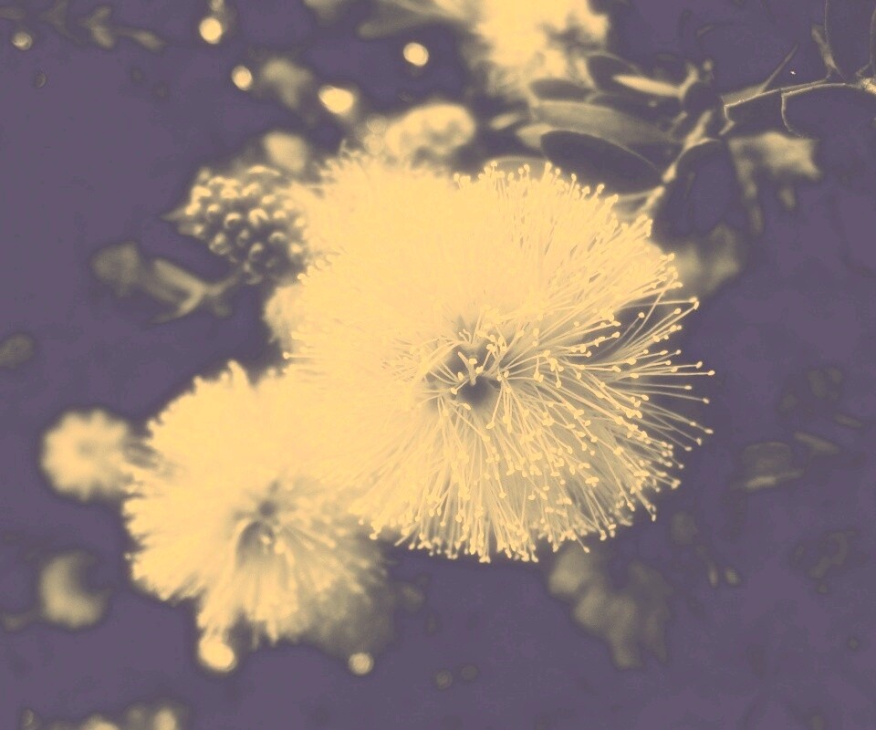 Сказочный цветок обои