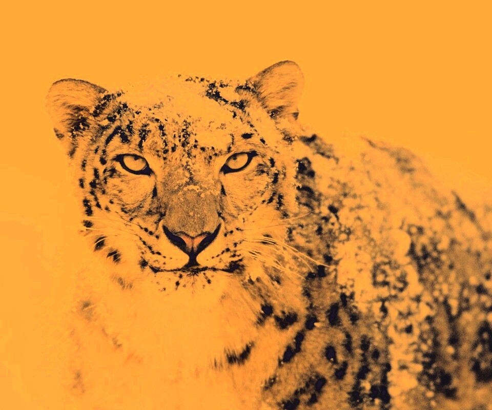 Снежный леопард обои