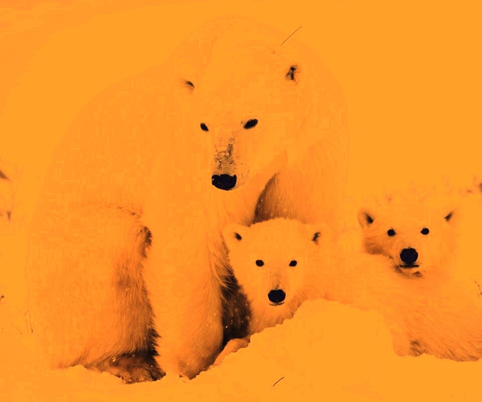 Белые медведи обои