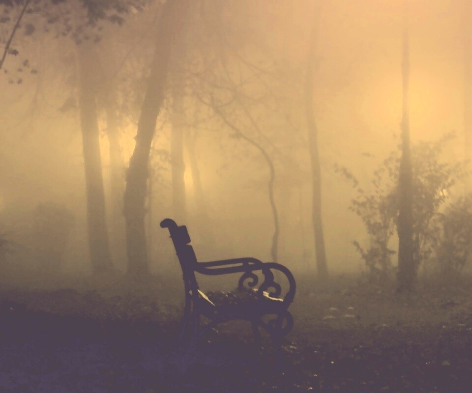 Темный лес обои