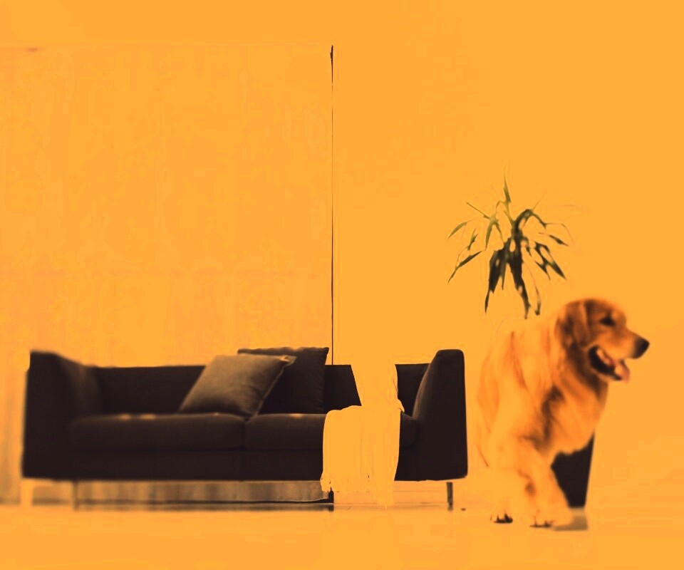 Собака в быту обои