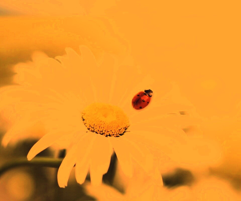 Божья коровка обои