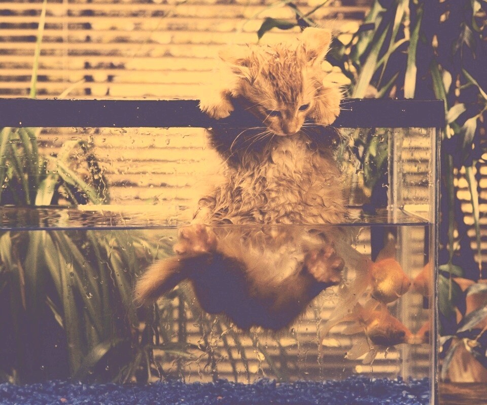 Мокрая киска обои