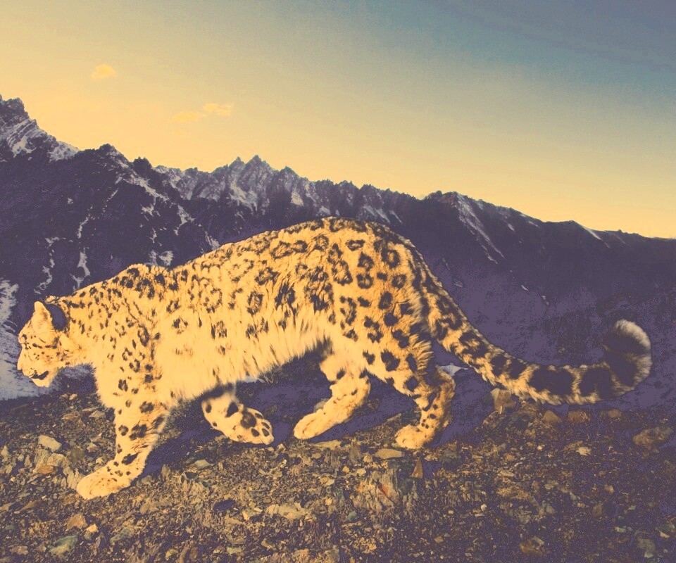 Леопард обои