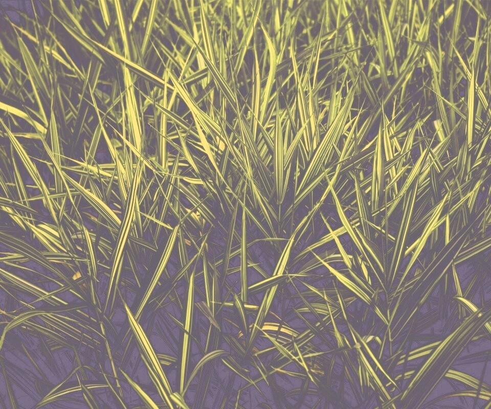 Дикая трава обои