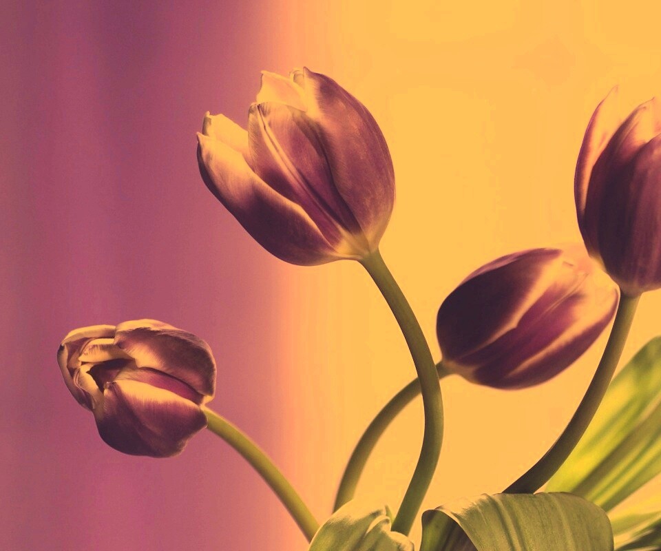 Сиреневые цветы обои