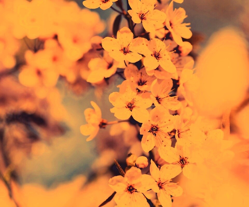 Цветение вишни обои