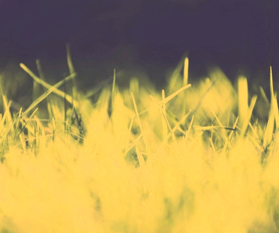 Играя солнечным светом обои