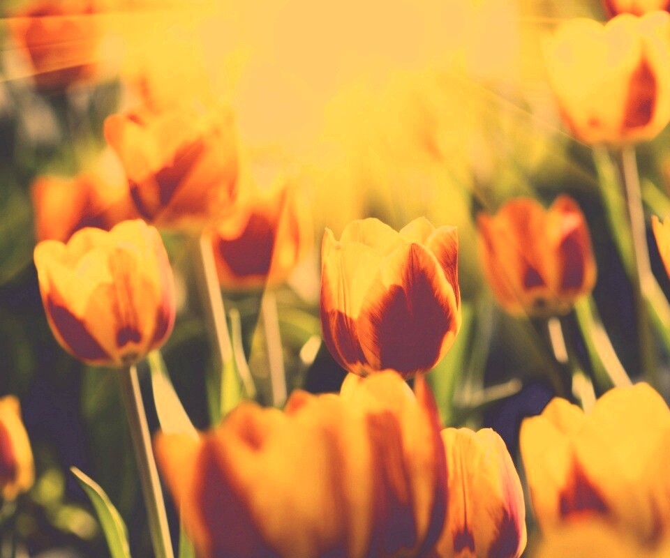 Солнечные тюльпаны обои